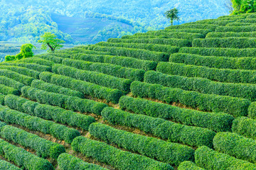 Tea plantation green nature background.
