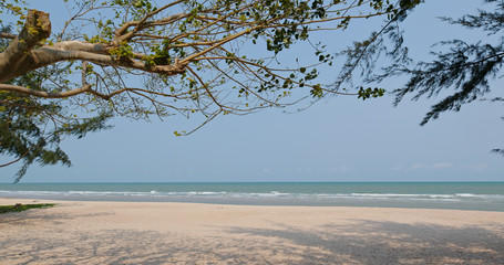 Sand beach ocean and tree