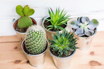 Cacti Flowers in a Small Pots.Home Decoration with Succulent Plants 