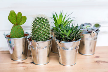 Cacti Flowers in a Small Pots.Home Decoration with Succulent Plants 