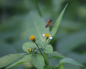 Obraz premium Bee hovering over an orange and white flower trying to get pollen with a nice green background