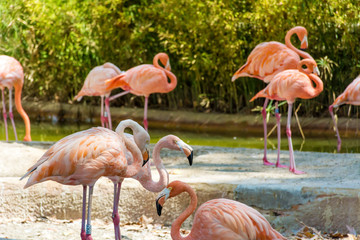 Pink Flamingo Birds on a Tropic Beach