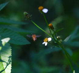 Bee hovering over an orange and white flower trying to get pollen with a nice green background