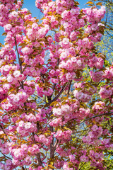 Spring Cherry Blossoms, Pink Flowers Background