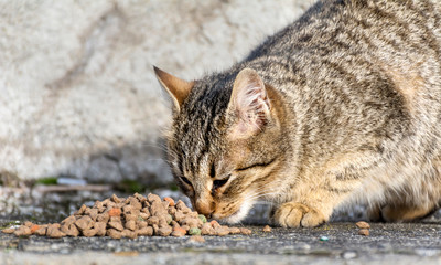 Cats Eating Dry Granules Outdoor
