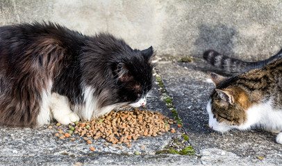 Cats Eating Dry Granules Outdoor