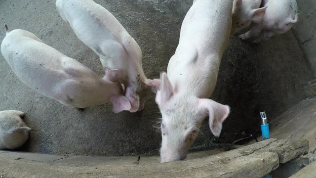 The 6-week-old pig is eating food.