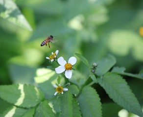Bee hovering over an orange and white flower trying to get pollen with a nice green background