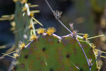 Prickly pear cactus, green Opuntia close-up, succulent plant outdoors, large needles