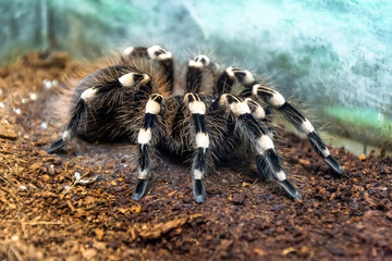 Huge Brazilian Whiteknee Tarantula Fluffy