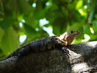 IGUANA HEMBRA 