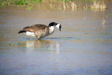 Canada goose looking for food in a flooded meadow
