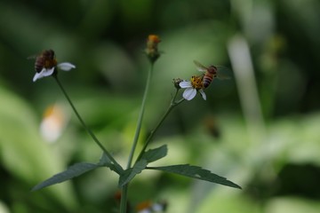 Bee hovering over an orange and white flower trying to get pollen with a nice green background