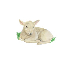 Watercolor painting a cute lamb isolated on white - 334363580
