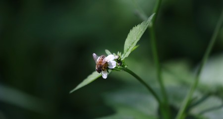 Bee hovering over an orange and white flower trying to get pollen with a nice green background