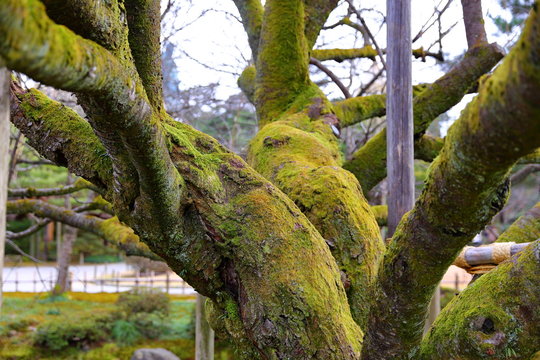 รูปภาพKenroku เลือกดูภาพถ่ายสต็อก เวกเตอร์ และวิดีโอ380 Adobe Stock