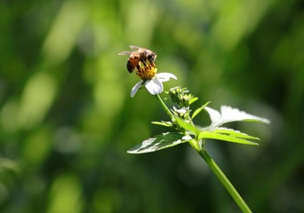 Bee hovering over an orange and white flower trying to get pollen with a nice green background