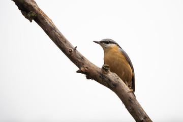European nuthatch on a branch in front of a bright background