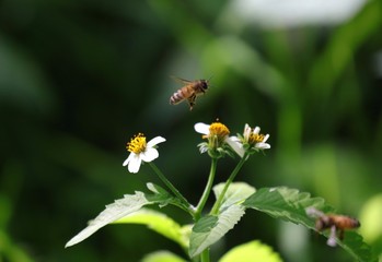 Bee hovering over an orange and white flower trying to get pollen with a nice green background