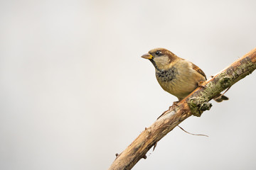 European sparrow on a branch in front of a bright background