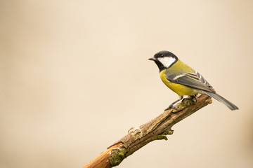 Great tit on a branch in front of a bright background