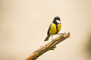 Naklejka premium Great tit on a branch in front of a bright background