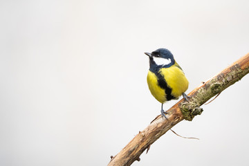 Great tit on a branch in front of a bright background - obrazy, fototapety, plakaty