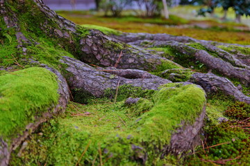  Kenroku-en located in Kanazawa, Ishikawa, Japan, one of the Three Great Gardens of Japan.