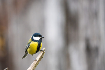 Great tit on a branch in front of a bright background