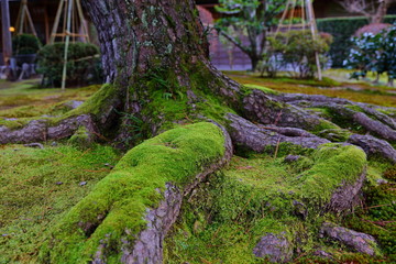  Kenroku-en located in Kanazawa, Ishikawa, Japan, one of the Three Great Gardens of Japan.