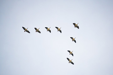 Nile geese flying in a triangular formation