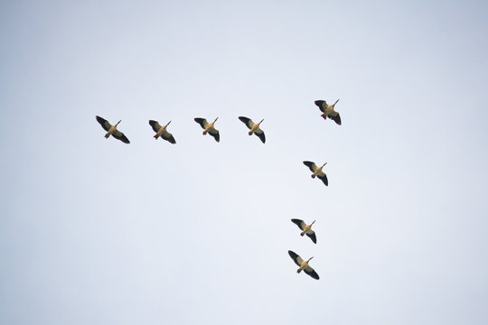 Nile geese flying in a triangular formation