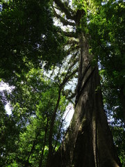 árbol MAS ALTO Y VIEJO DEL MUNDO