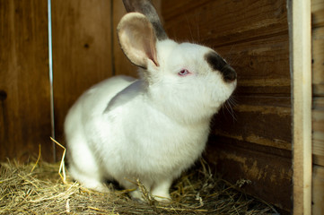 Obraz premium White rabbits in wooden cages. A family of rabbits on a farm.