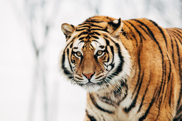 Beautiful portrait of a tiger