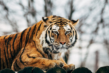 Beautiful portrait of a tiger