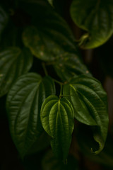 Green Leaves background, Natural background and wallpaper