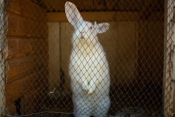 White rabbits in wooden cages. A family of rabbits on a farm.