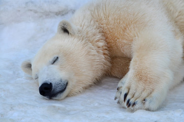 The polar bear is asleep
