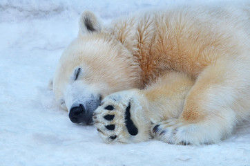 The polar bear is asleep