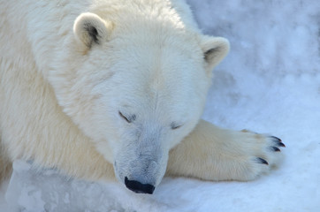 Fototapeta na wymiar The polar bear is asleep
