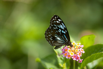 A tropical and beautiful blue tiger  butterfly (Tirumala hamata) rests on the flower of a lantana (Lantana camara) with its proboscis deep inside the flower sipping nectar.