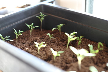 seedlings in a pot
