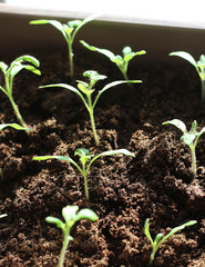 seedlings growing in soil