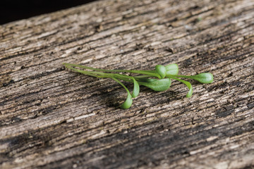 Long Leaf cress