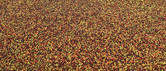 close up of fresh coffee beans for background  