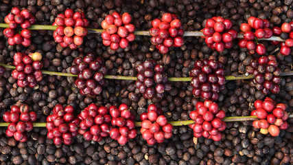fresh coffee beans on dried berries coffee beans for background           