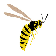 Yellow-black wasp in flight. Dangerous insect attacks and ready to sting. Colored vector illustration with character in flat style on white background. Can be used as mascot