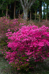 美しいピンク色に咲いているツツジ