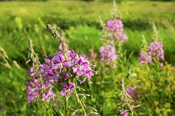 Flowering medicinal plant Ivan tea or willow, epilobium on the field.